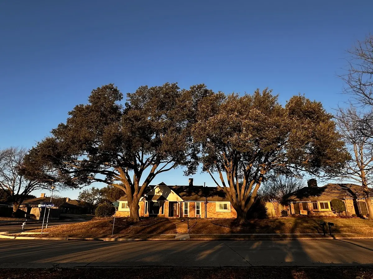 Established residential canopy tree shading a home in Gambell